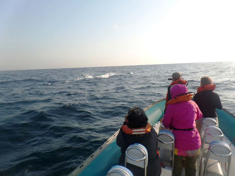 Durban: Durban: Whale and Dolphin Watching Boat Tour - Should you book the Durban whale tour?