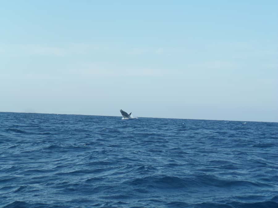 Durban: Durban: Whale and Dolphin Watching Boat Tour - What humpback season can bring