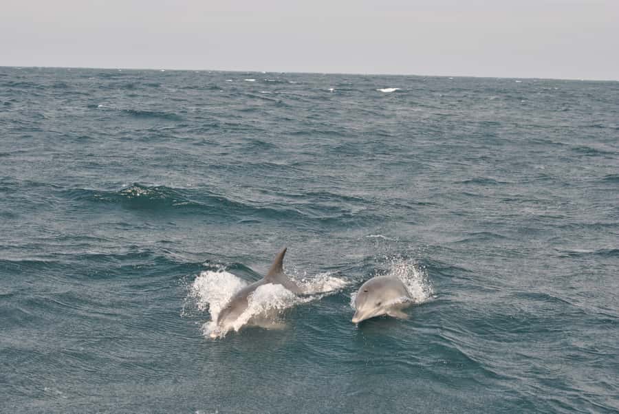 Durban: Durban: Whale and Dolphin Watching Boat Tour - The guides make the difference