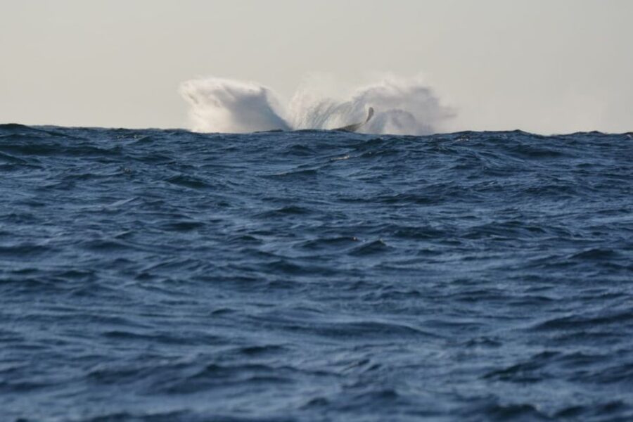 Durban: Durban: Whale and Dolphin Watching Boat Tour - How the $102 price holds up