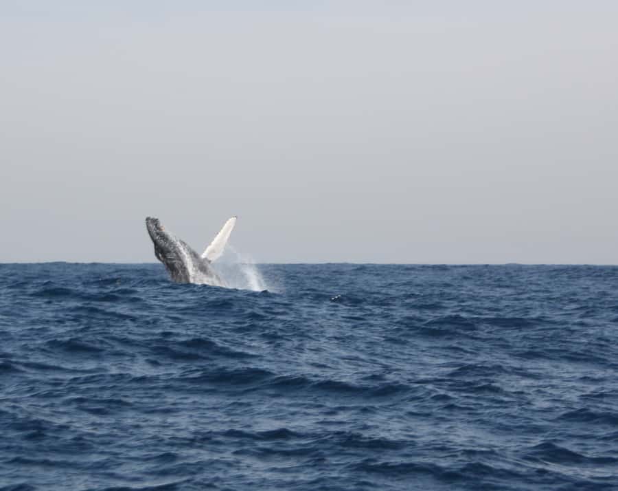 Durban: Durban: Whale and Dolphin Watching Boat Tour - Weather, comfort, and who should skip it