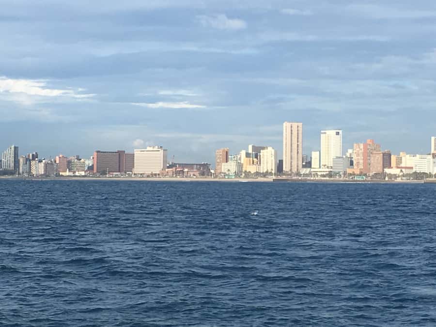 Durban: Durban: Whale and Dolphin Watching Boat Tour - Practical timing and booking advice