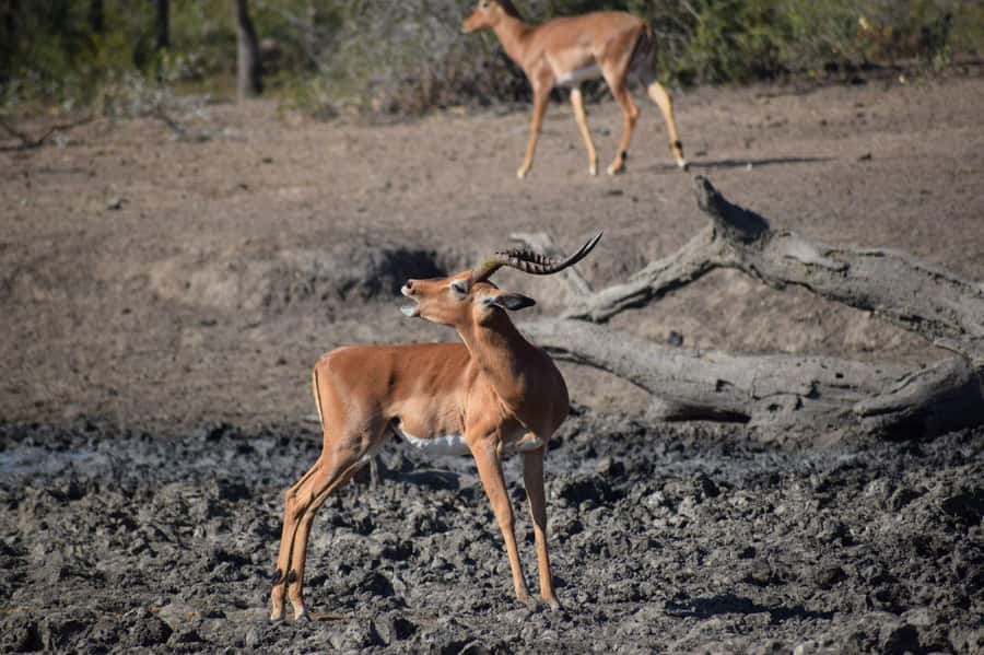 Durban: Full Day Hluhluwe-iMfolozi Game Reserve with lunch - Key points to know before booking