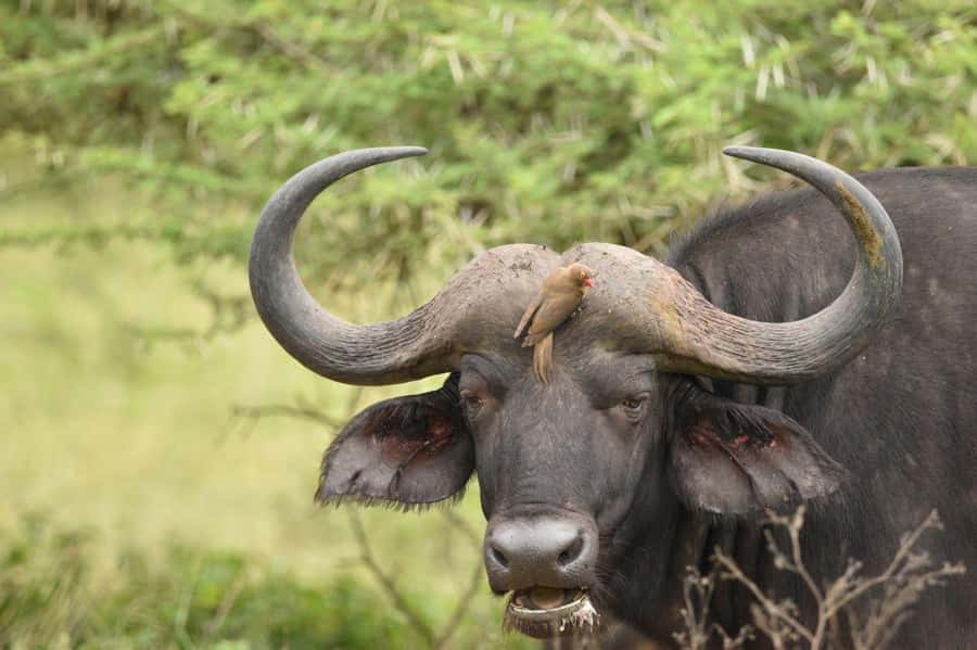 Durban: Full Day Hluhluwe-iMfolozi Game Reserve with lunch - Three hours on the road, then the park begins