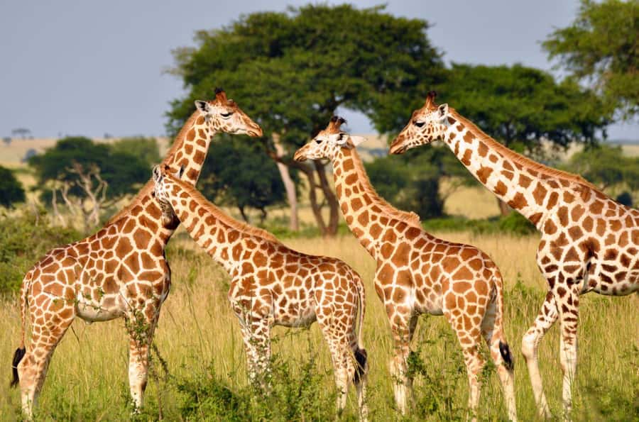 Durban: Half Day Phezulu Safari Park and Durban City Tour - From Durban to the Valley of 1000 Hills