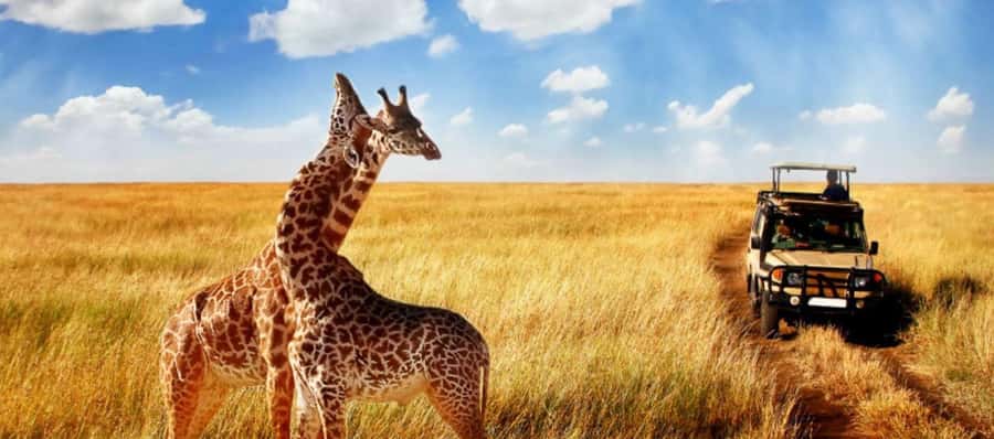 Durban: Half Day Phezulu Safari Park and Durban City Tour - Who will enjoy this six-hour outing