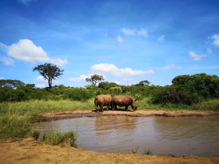 Durban: Hluhluwe Big 5 Safari with Pro Zeiss Binoculars - Key points to know before booking