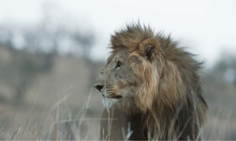 Durban: Hluhluwe Big 5 Safari with Pro Zeiss Binoculars - The afternoon search on the Hluhluwe side
