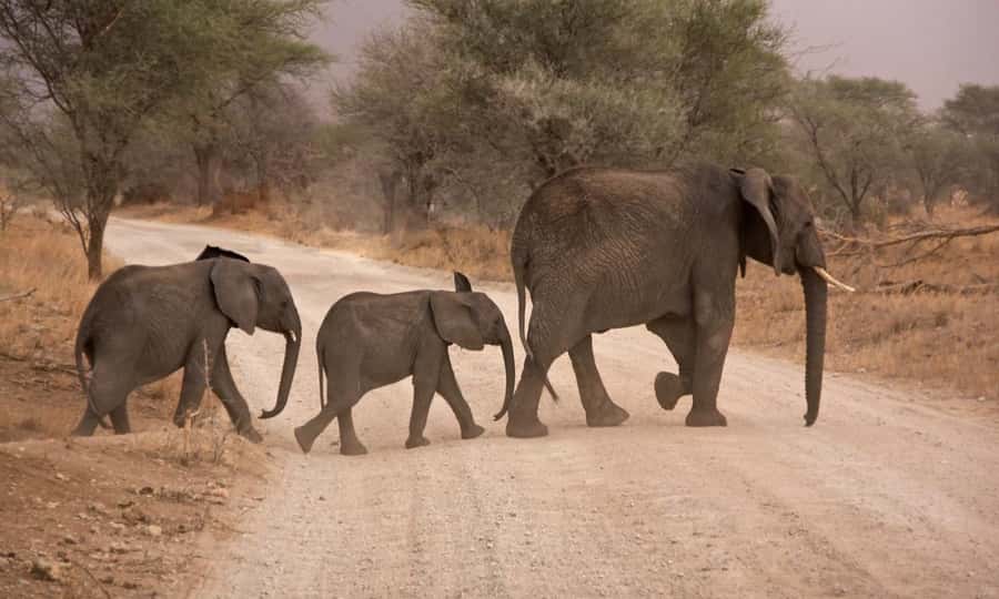 Durban: Hluhluwe Big 5 Safari with Pro Zeiss Binoculars - Who will enjoy this safari most