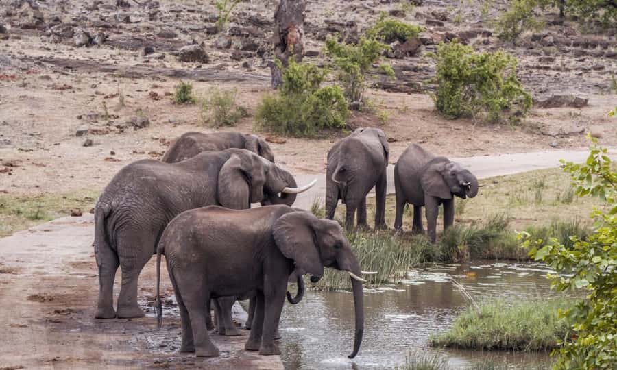 Durban: Hluhluwe Big 5 Safari with Pro Zeiss Binoculars - Final decision: book it for access, not convenience