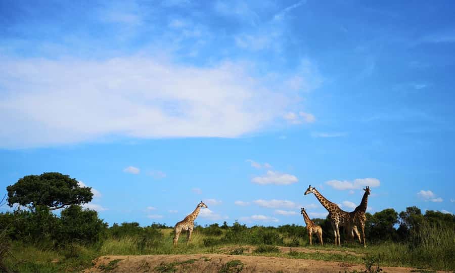Durban: Hluhluwe Big 5 Safari with Pro Zeiss Binoculars - The morning drive on the Imfolozi side