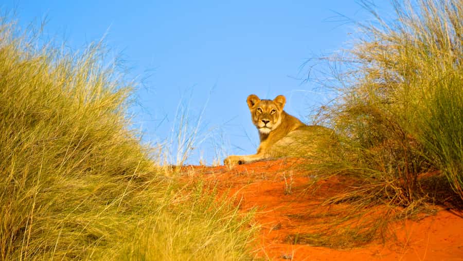 Durban: Hluhluwe Imfolozi Safari & iSimangaliso Tour - Key points at a glance