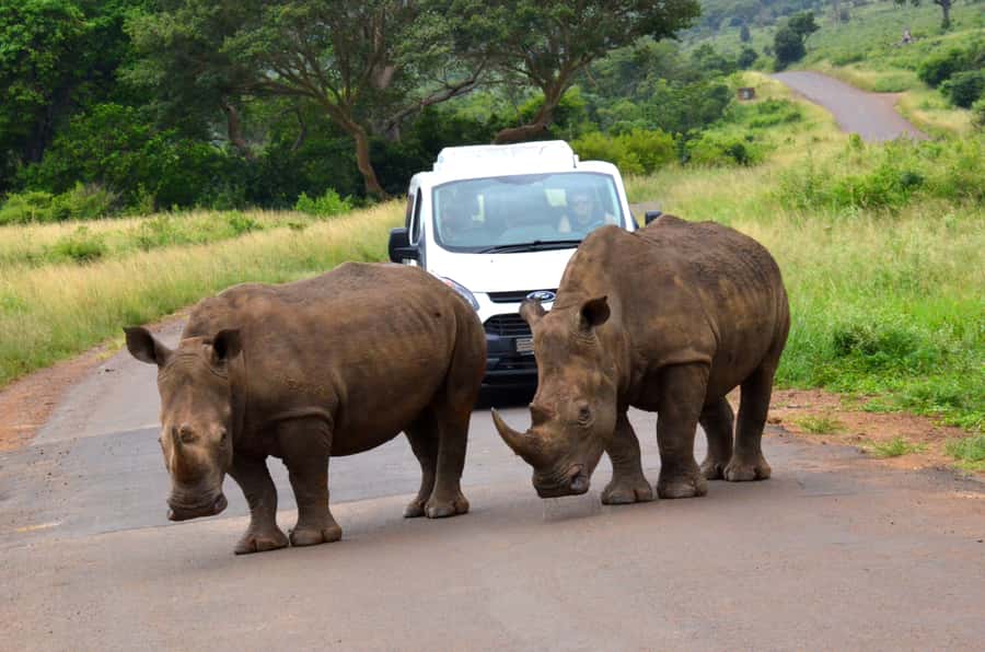 Durban: Hluhluwe Imfolozi Safari & iSimangaliso Tour - Why this day works for wildlife fans