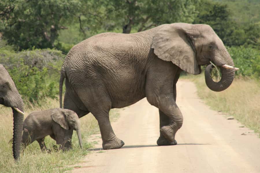 Durban: Hluhluwe Imfolozi Safari & iSimangaliso Tour - Should you book this Durban safari?