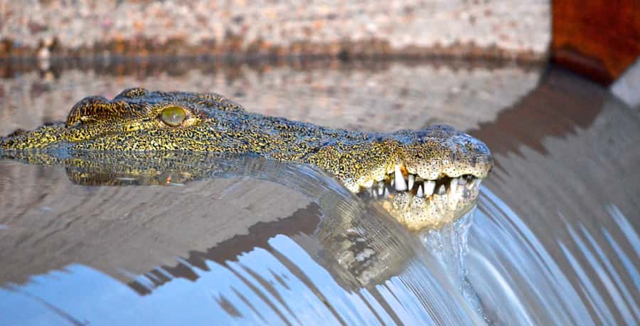 Durban: Hluhluwe Imfolozi Safari & iSimangaliso Tour - The iSimangaliso boat tour and wetland setting