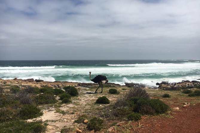 E-Bike Cape Peninsula tour - Cape of Good Hope and Cape Point