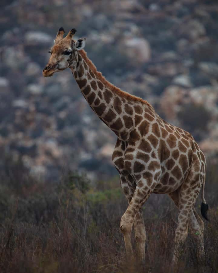 Early Morning Safari Big Five Experience Near Cape Town, SA - More than lions and elephants