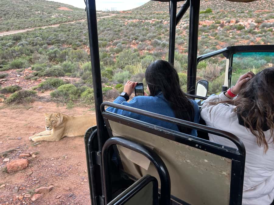 Early Morning Safari Big Five Experience Near Cape Town, SA - Who will enjoy this safari most?