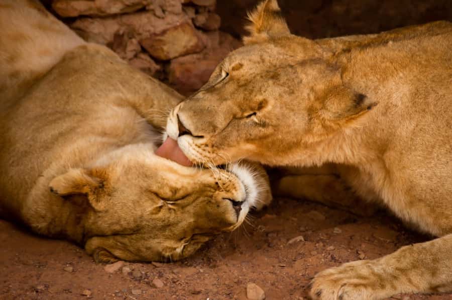 Early Morning Safari Big Five Experience Near Cape Town, SA - A few practical ways to prepare