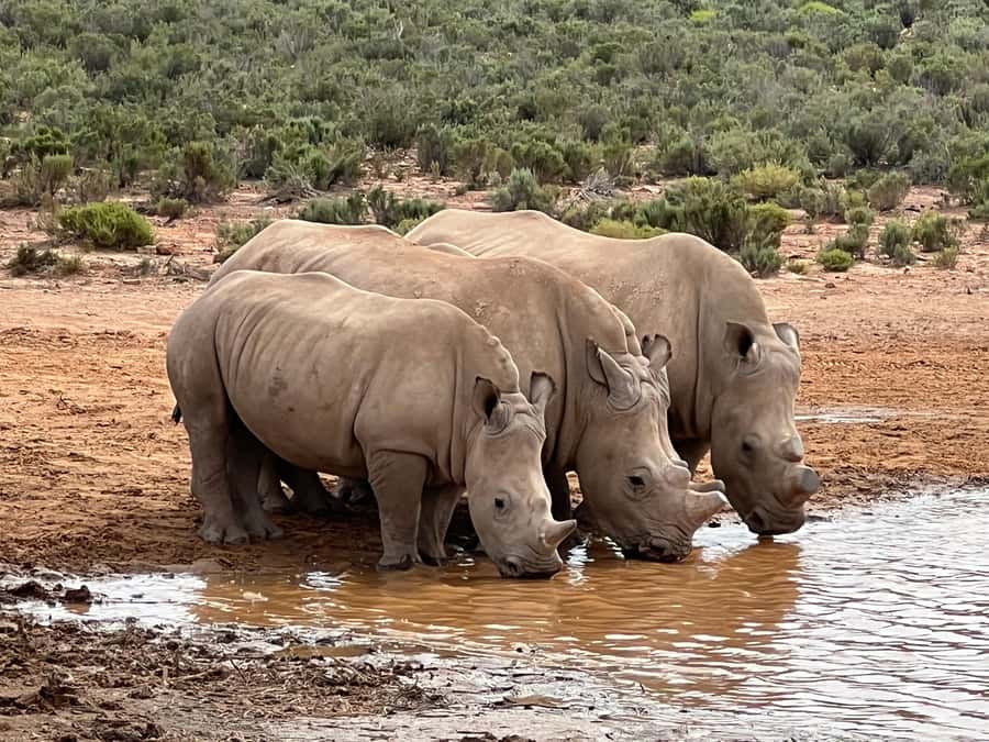 Early Morning Safari Big Five Experience Near Cape Town, SA - Searching for the Big Five in an open vehicle