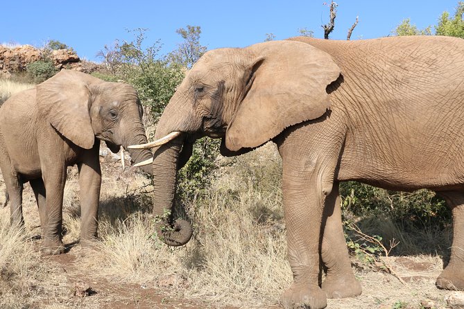 Elephant Experience & Lesedi Cultural Village - Why this combined day works