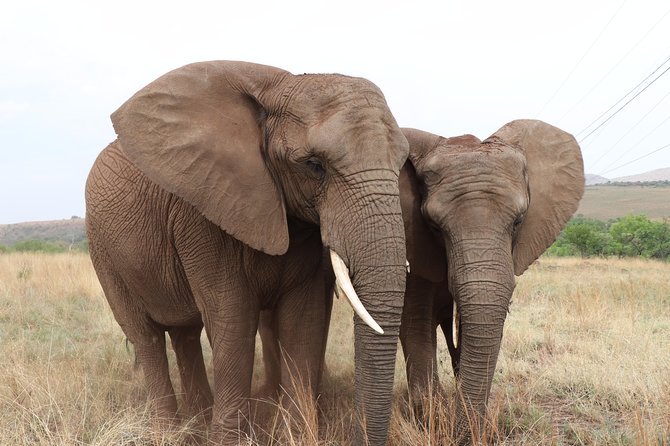 Elephant Experience & Lesedi Cultural Village - The guide and vehicle shape the day