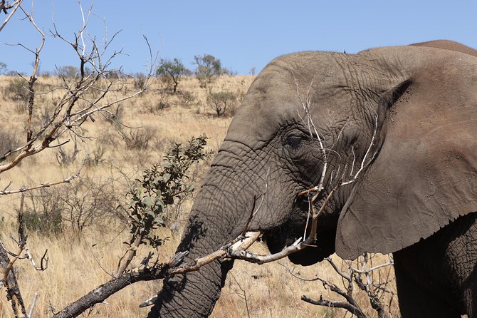 Elephant Experience & Lesedi Cultural Village - Is $151.51 a fair price?