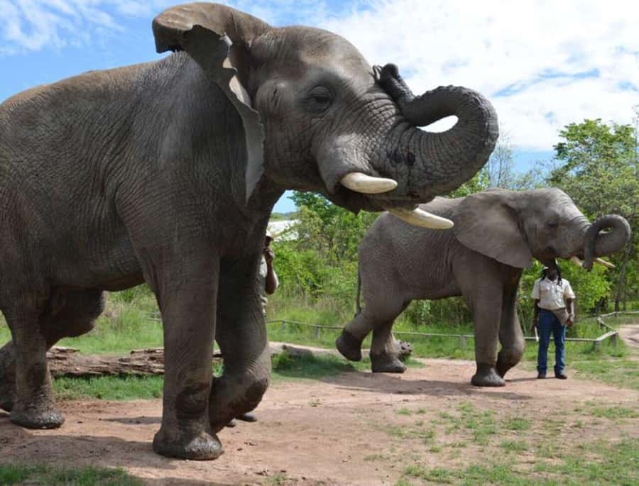Elephant & Monkey Santuary with Lion Park Tour - Three wildlife stops packed into one Johannesburg day