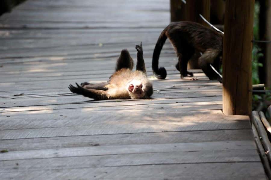 Elephant & Monkey Santuary with Lion Park Tour - The two-hour safari at Lion and Safari Park