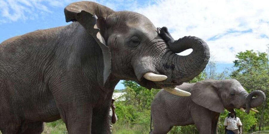 Elephant & Monkey Santuary with Lion Park Tour - How the transport and timing affect the day