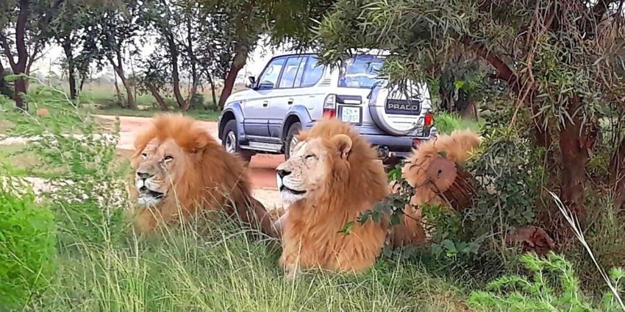 Elephant & Monkey Santuary with Lion Park Tour - Should you book the Elephant and Monkey Sanctuary with Lion Park Tour?