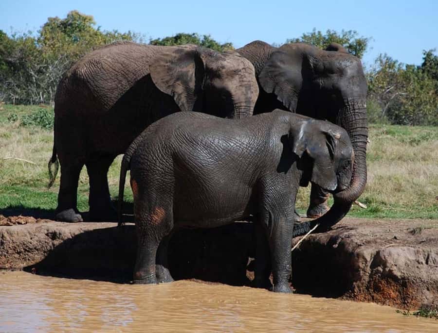Elephant & Monkey Santuary with Lion Park Tour - Lunch is the least clear part of the day