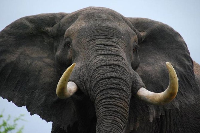 Elephant Sanctuary Tour from Johannesburg - Meeting elephants near Hartbeespoortdam