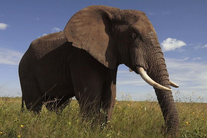 Elephant Sanctuary Tour from Johannesburg - Feeding the elephants