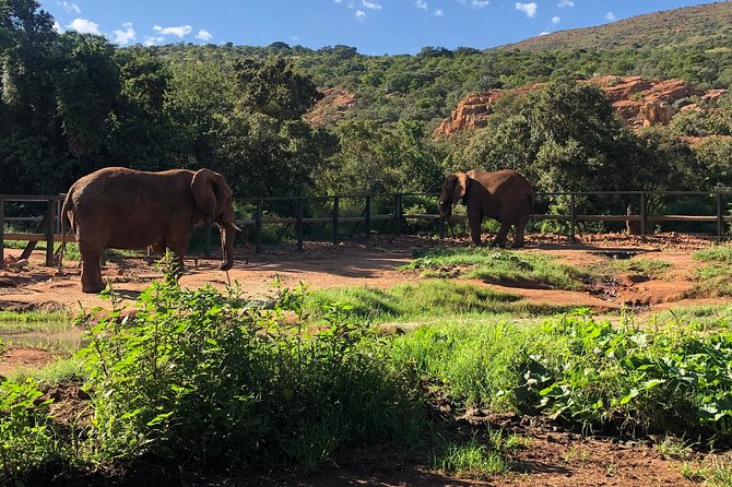 Elephant Sanctuary Tour from Johannesburg - The conservation talk and the bigger picture