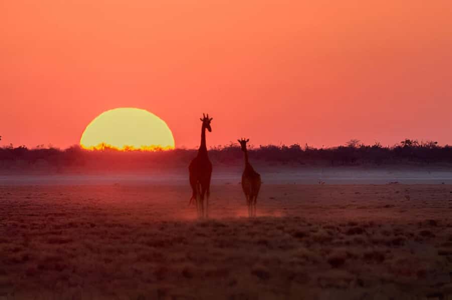 Evening Pilanesberg Safari Tour from Sun City - Should you book the Pilanesberg evening safari?