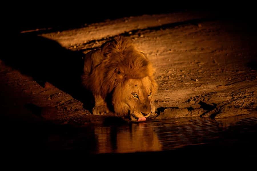 Evening Pilanesberg Safari Tour from Sun City - What you might see around dusk