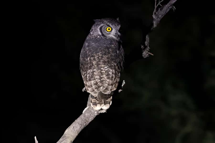 Evening Pilanesberg Safari Tour from Sun City - The guide adds more than animal names