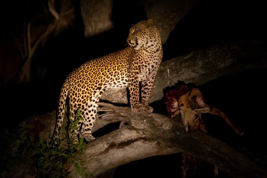 Evening Pilanesberg Safari Tour from Sun City - Who will enjoy this safari most