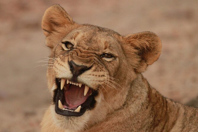 Exclusive Morning Game Drive Safari near Hoedspruit - Key details at a glance