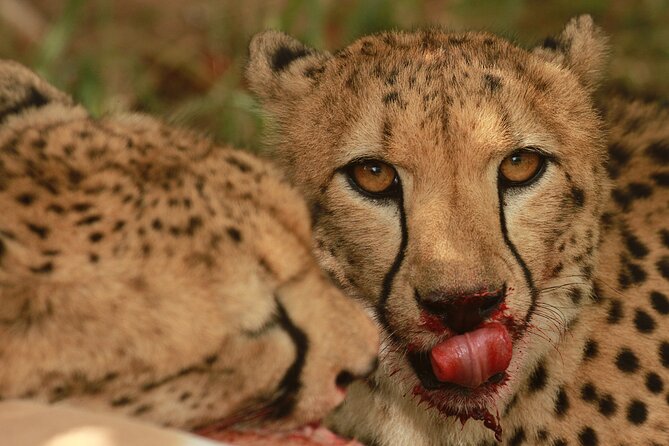 Exclusive Morning Game Drive Safari near Hoedspruit - Why the Hoedspruit morning matters