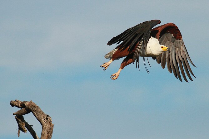 Exclusive Morning Game Drive Safari near Hoedspruit - A guide-led safari with room to learn