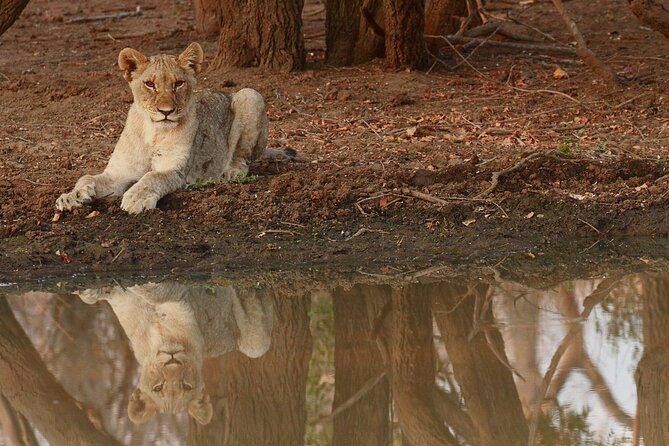 Exclusive Morning Game Drive Safari near Hoedspruit - Coffee, rusks, and a waterhole pause