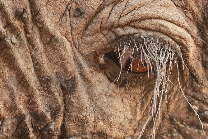 Exclusive Morning Game Drive Safari near Hoedspruit - What the $112.20 price means