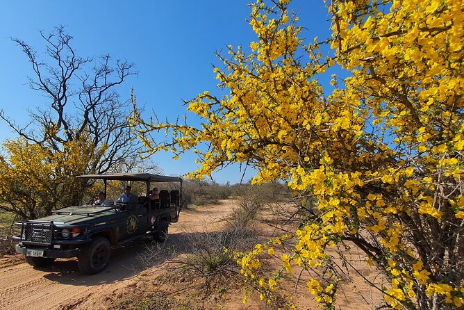 Exclusive Morning Game Drive Safari near Hoedspruit - Who should book this game drive?
