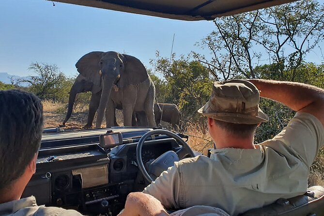 Exclusive Morning Game Drive Safari near Hoedspruit - Starting at 5:30 am with All or Nothing Adventures