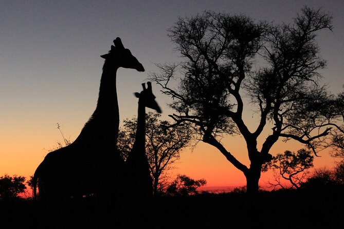 Exclusive Sunset Game Drive Safari near Hoedspruit - Why the sunset timing matters