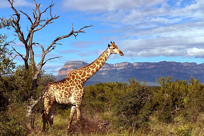 Exclusive Sunset Game Drive Safari near Hoedspruit - The sundowner stop and what is included