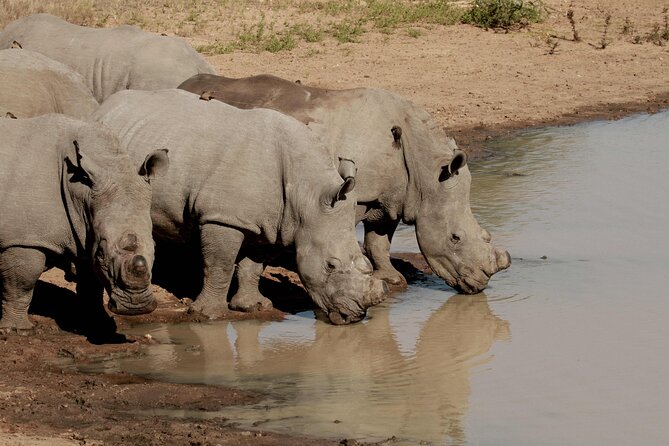 Exclusive Sunset Game Drive Safari near Hoedspruit - Who will enjoy this safari most?