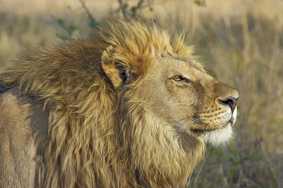 Experience an Amazing Big5 Safari near Cape Town! - The drive from Cape Town to Aquila